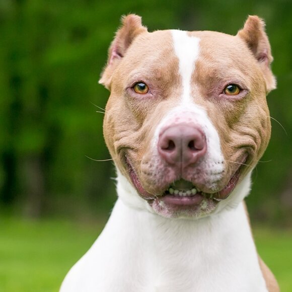 Pitbulls: The Most Misunderstood Dog - Picture 11 of 11
